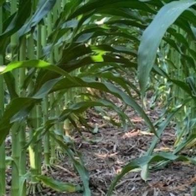 Sulfur Deficiency in Corn | Tom Hemesath